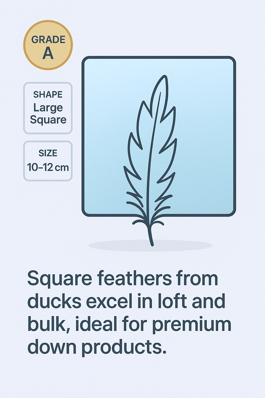Duck Large Square Feather Infographic