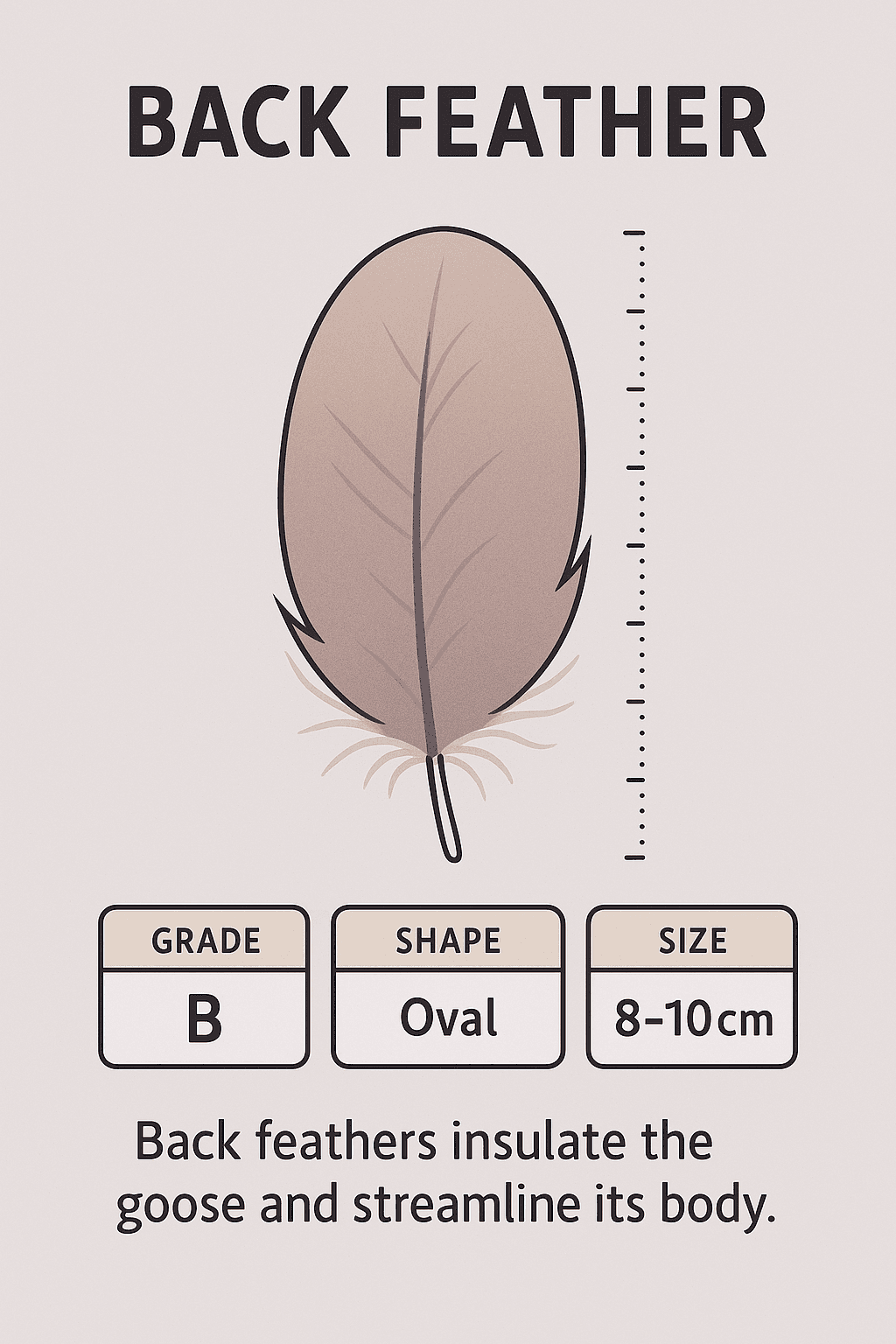 Goose Back Feather Infographic