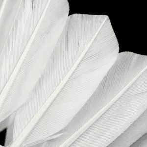 Yesporting premium custom goose feather badminton shuttlecocks factory at wholesale pricing from badmintonsupplier.com in China