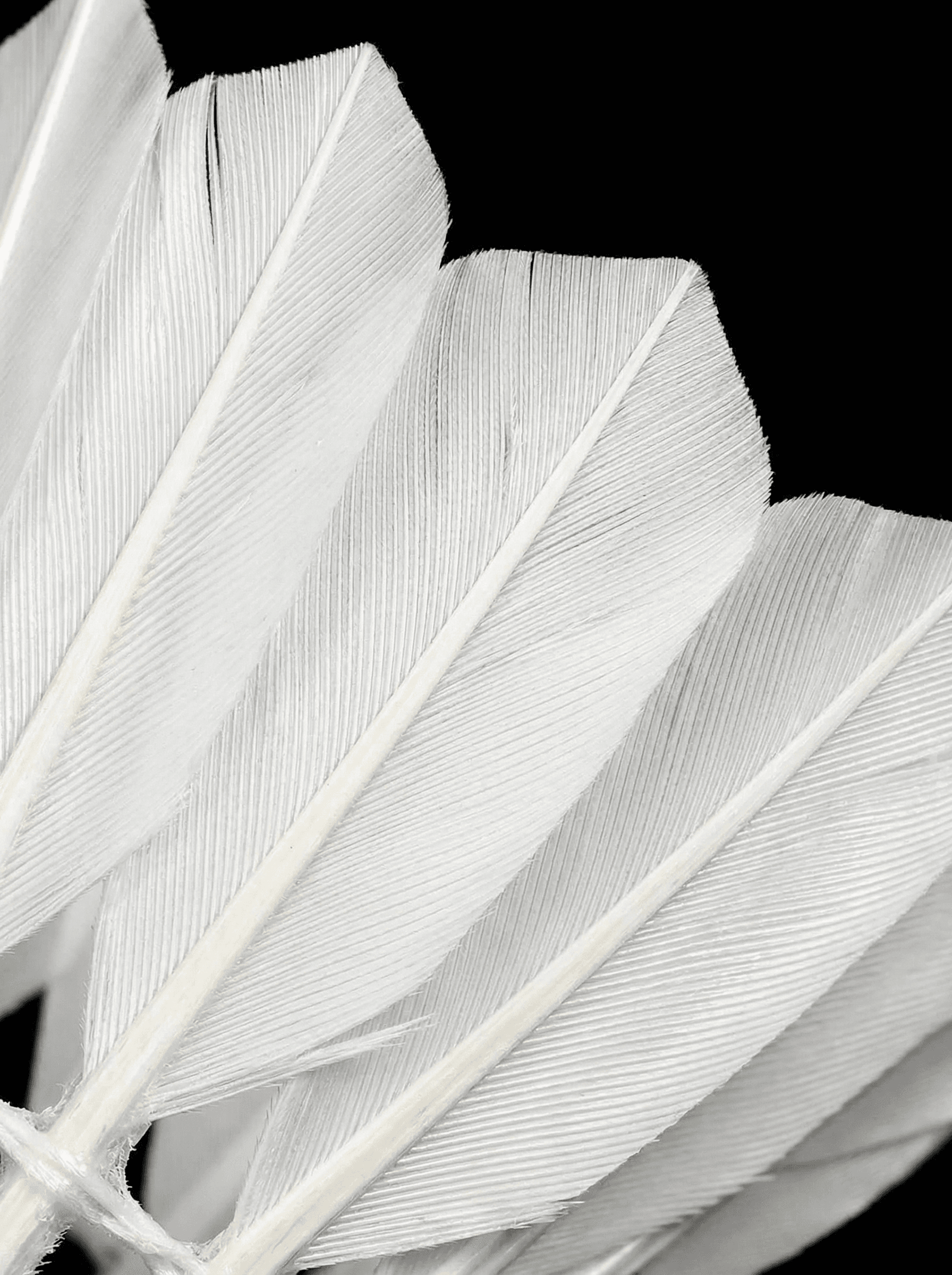 Yesporting premium custom goose feather badminton shuttlecocks factory at wholesale pricing from badmintonsupplier.com in China